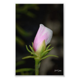 Neil Jones Fotografia - Nascimento de um Rosa