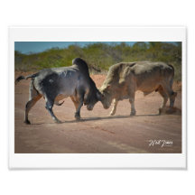 Neil Jones Fotografia - Rei da Estrada.