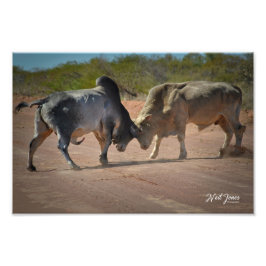 Neil Jones Fotografia - Rei da Estrada