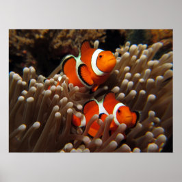 Nemo Clown Fish Impressão