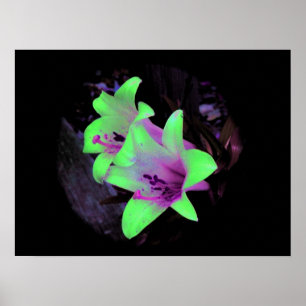 Neon Lily Fotografia Poster / Impressão