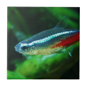 Neon Tetra Fish Paracheirodon Innesi