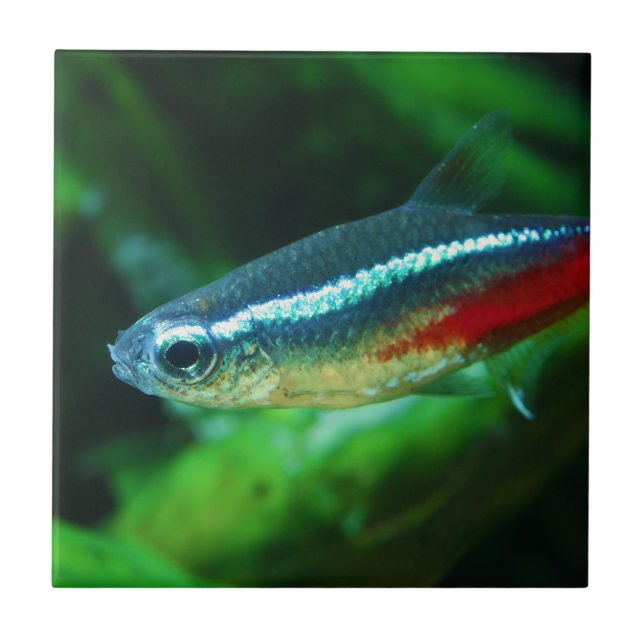 Neon Tetra Fish Paracheirodon Innesi (Frente)