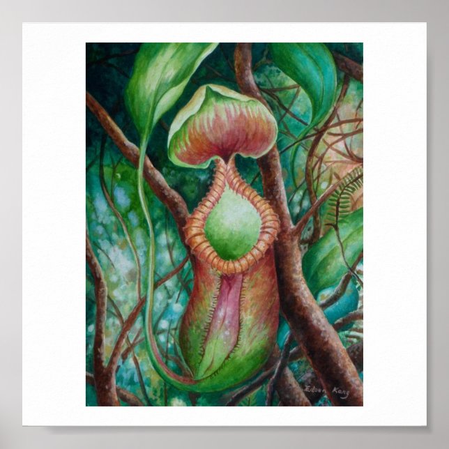 Nepenthes Marcophylla Watercolor Art Poster (Frente)