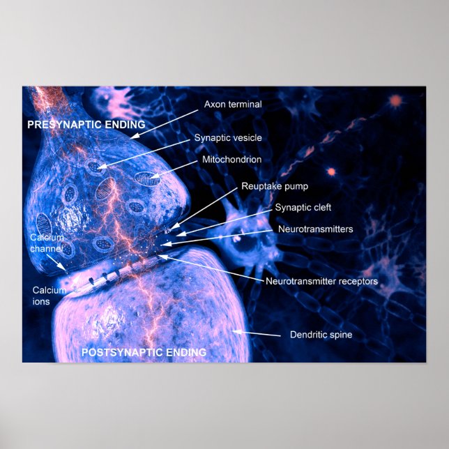 Nerve synapse poster (Frente)