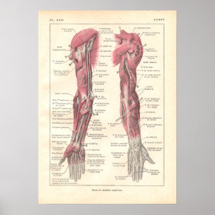 Nervos da Poster da Anatomia dos Braços em Francês