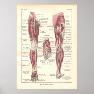 Nervos da Poster de Anatomia das Pernas em Francês