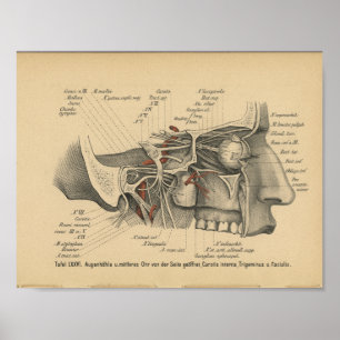 Nervos faciais do impressão da anatomia do alemã