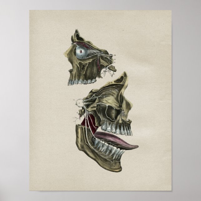 Nervos Faciais Humanos Anatomia Impressão (Frente)