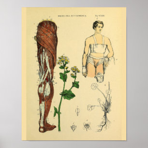 Nervos Pernas Músculos Anatomia médica Impressão