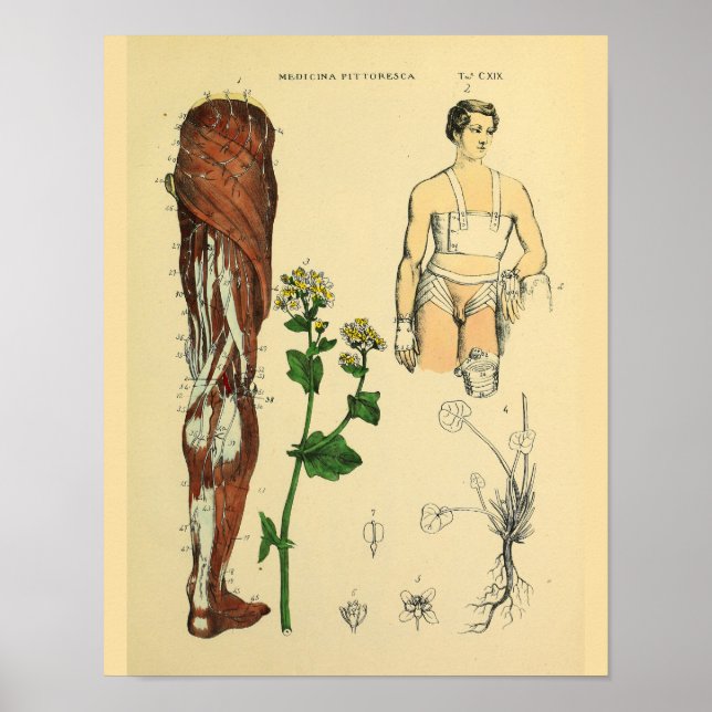 Nervos Pernas Músculos Anatomia médica Impressão (Frente)