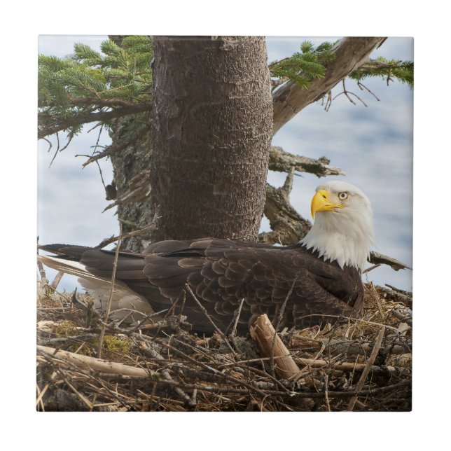 Nesting Bald Eagle (Frente)