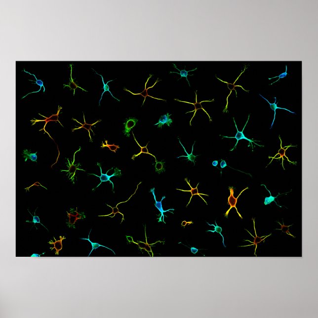 NeuroGalaxy Poster (Frente)