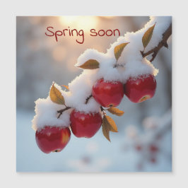 Neve de primavera em breve em maçãs vermelhas