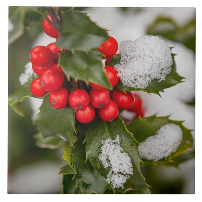 Neve E Holly (Frente)