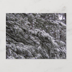 Neve em ramificações de árvore Cartão postal -