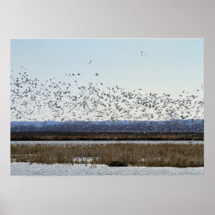 Neve Geese decolando no Poster de Refúgio de Squa