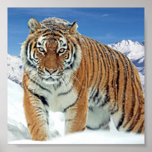 Poster 3D Tigre Andando Sobre a Neve 50x70cm com/sem Moldura