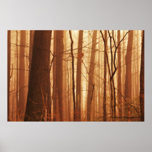 Nevoeiro na Poster da floresta