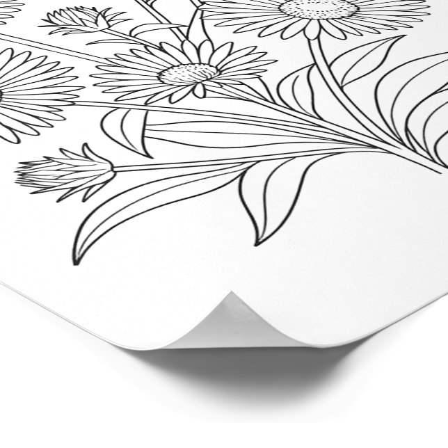 New England Aster Coloring Poster (Borda)