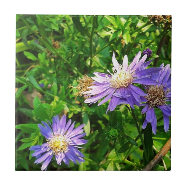 New England Asters (Frente)
