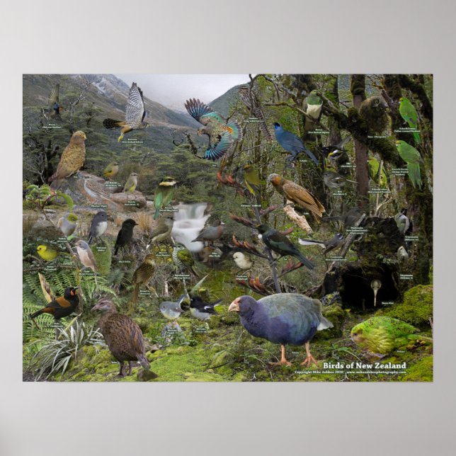New Zealand Birds identification poster (Frente)