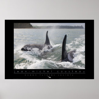 New Zealand Orca Poster