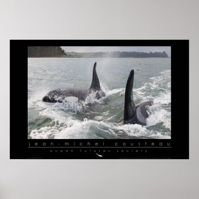 New Zealand Orca Poster (Frente)