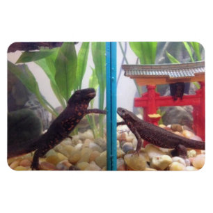 Newts que alcançam para fora o ímã