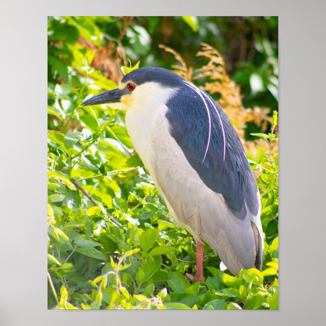 Night Heron Bird Poster (Frente)