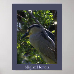 Night Heron Photo Poster