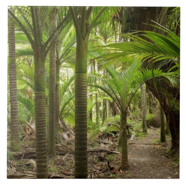 Nikau Palms, Heaphy Track, perto de Karamea, (Frente)