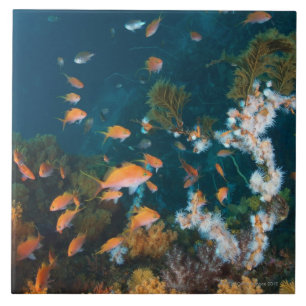 Nishiizumachi, Shizuoka, Japão 2