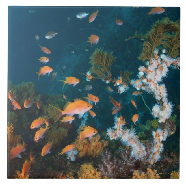 Nishiizumachi, Shizuoka, Japão 2 (Frente)