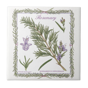 No azulejo de Rosemary do ~ do jardim