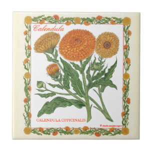 No azulejo do Calendula do ~ do jardim