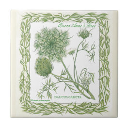 No azulejo do laço da rainha Anne do ~ do jardim