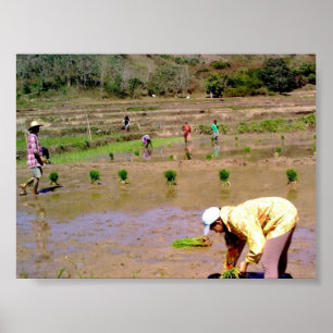 No campo do arroz - Ilocos, poster de Filipinas