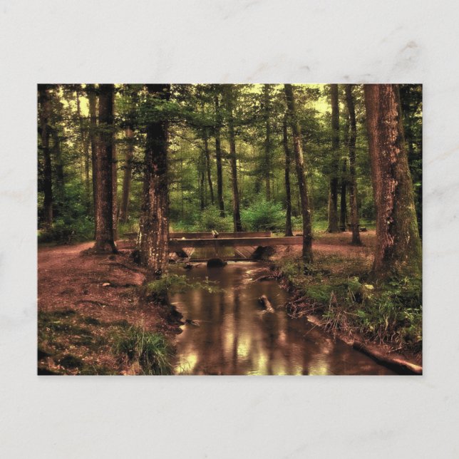 No cartão postal da floresta (Frente)