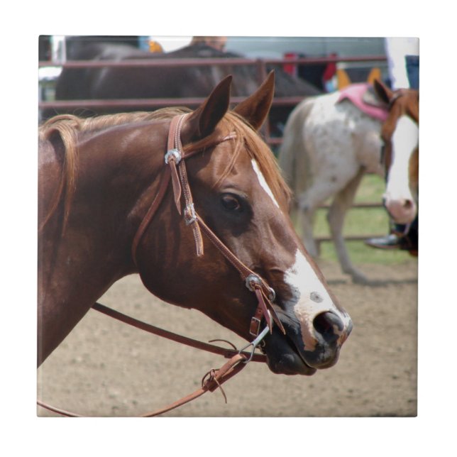 No Horse Show (Frente)