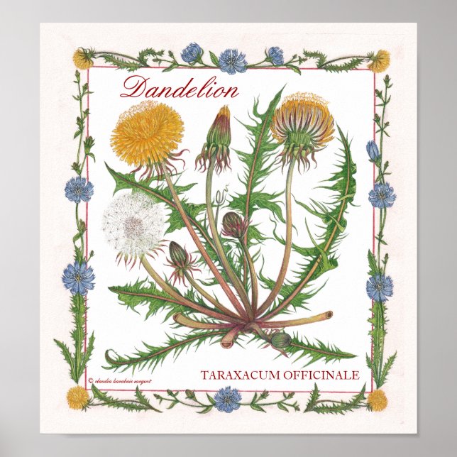 No Poster do Jardim ~ Dandelion (Frente)