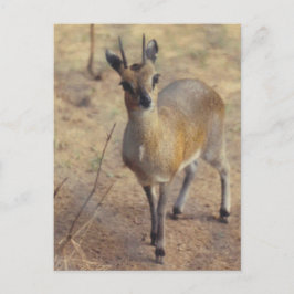 No Zoológico - Cartão Postal