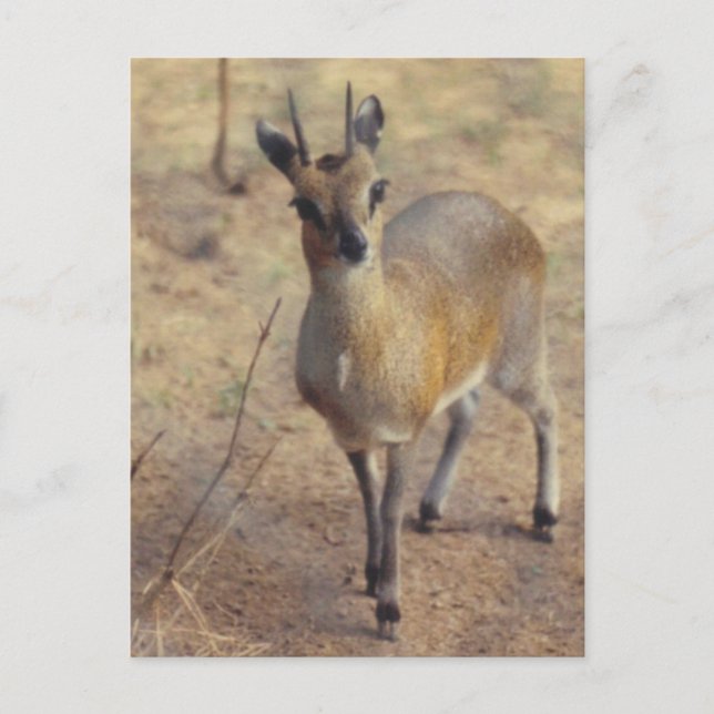 No Zoológico - Cartão Postal (Frente)