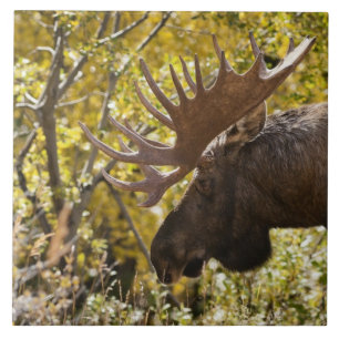 Noble Bull Moose