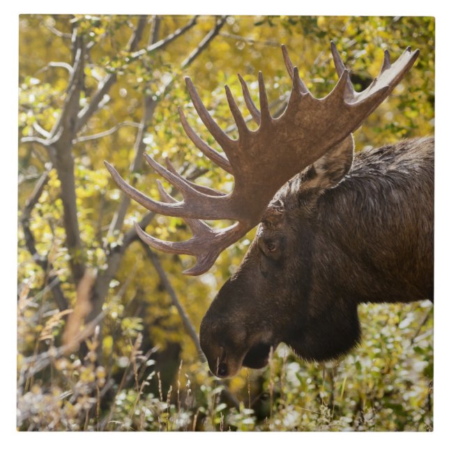Noble Bull Moose (Frente)