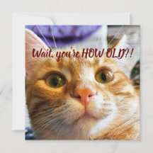 Noite de Gato Engraçado