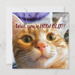 Noite de Gato Engraçado