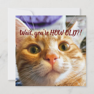 Noite de Gato Engraçado