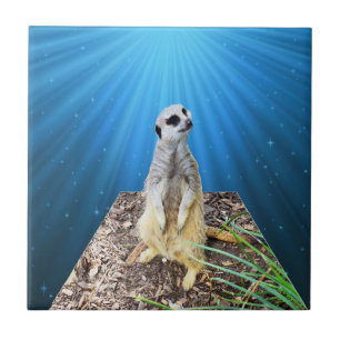 Noite de Meerkat Azul,