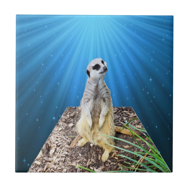 Noite de Meerkat Azul, (Frente)